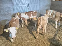 Bulle, Simmental cattle — Foto 2