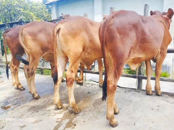Toro, Ganado vacuno