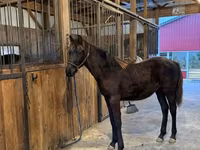 Koń, Rocky Mountain Horse — zdjęcie 4