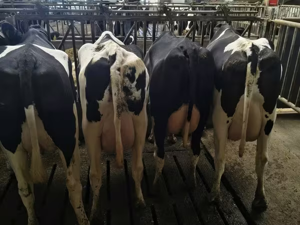 Kuh, Holstein-Rasse