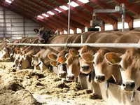 母牛, Simmental cattle — 照片 3