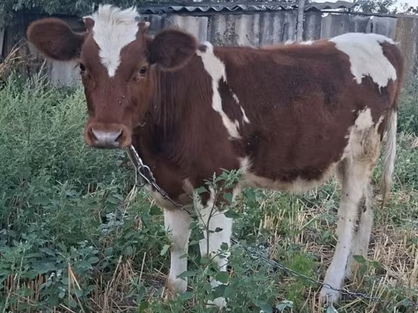 Vaca, Ganado vacuno