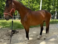 Kobyła, Dutch warmblood horse — zdjęcie 6