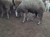 Widder, Baerchuke sheep — Foto 1