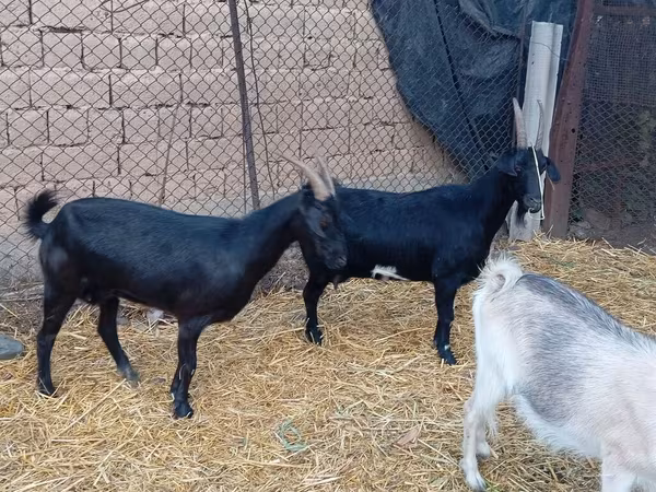 Ziegenbock, Saanen goat