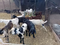 Ziegenbock, Pomellata goat — Foto 1