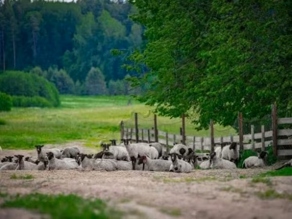 Baran, Romanov sheep
