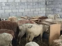 Owca, Owce — zdjęcie 6