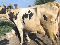 İnek, Swiss cattle — foto 5