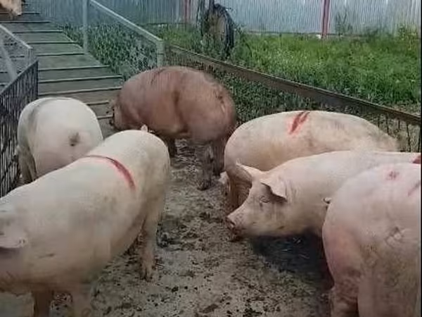 公猪, Крупная белая