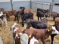 Boğa, Holstein ırkı — foto 4