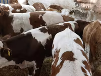 ثور, Simmental cattle — الصورة 4