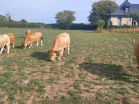Kuh, Aubrac cattle — Foto 7