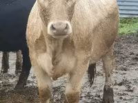 公牛, Yaroslavl cattle — 照片 2