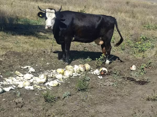 Cow, Cattle