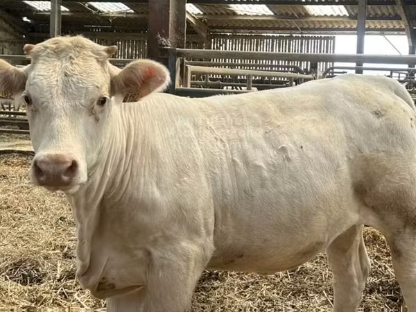 Kuh, Charolais cattle
