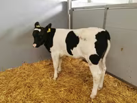 公牛, Cattle — 照片 8
