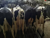 Kuh, Holstein-Rasse — Foto 1