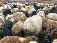 Schaf, Schafe — Foto 6