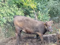Vaca, Ganado vacuno — foto 3