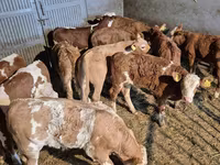 Bulle, Simmental cattle — Foto 7