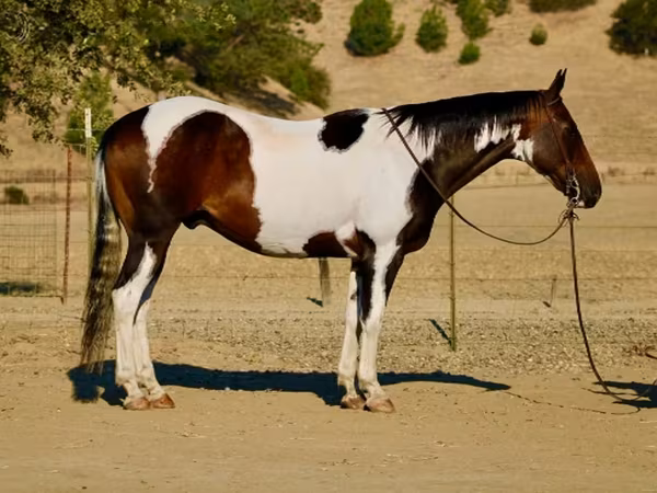 Koń, National Show Horse