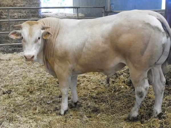 Bulle, Blonde d’Aquitane cattle