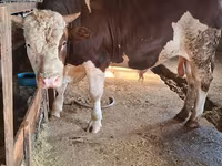 Bulle, Simmental cattle — Foto 1
