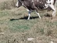 母牛, Cattle — 照片 3