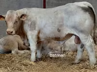 Bulle, Charolais cattle — Foto 3