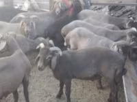 Koç, Arabi sheep — foto 2