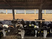 Vaca, Ganado vacuno — foto 1