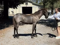 فرس, Rocky Mountain Horse — الصورة 6