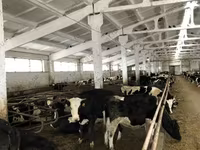 İnek, Yaroslavl cattle — foto 6