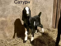 Ziegenbock, Kamori goats — Foto 2