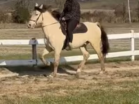 Hengst, Rocky Mountain Horse — Foto 4