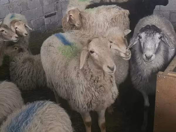 Schaf, Tian-Shan semifinewool sheep