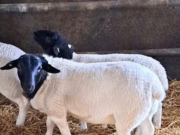 Widder, Dorper sheep