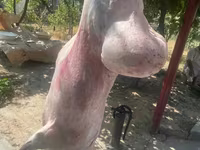 公羊, Sheep — 照片 6
