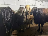 Widder, Arashan sheep — Foto 1