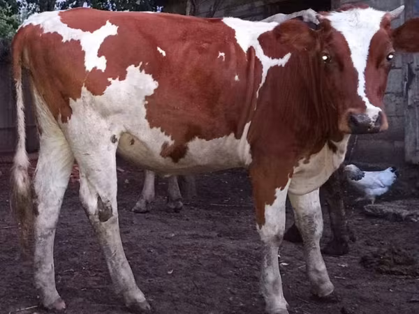 Vaca, Ganado vacuno
