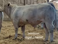 Bulle, Charolais cattle — Foto 6