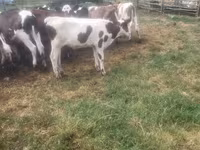 公牛, Cattle — 照片 2