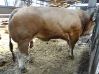 Byk, Partenaise cattle — zdjęcie 3