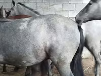 Caballo, Horse breed — foto 3
