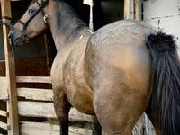 Horse (M), French Trotter — photo 3