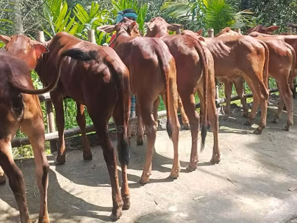 Kuh, Büffel