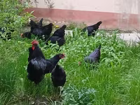 Moskwa Black — zdjęcie 6