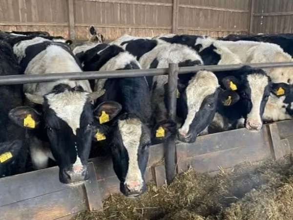 Kuh, Russian Black pied cattle