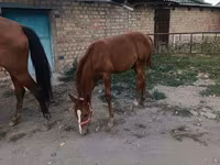 Kısrak, Thoroughbred horse — foto 5